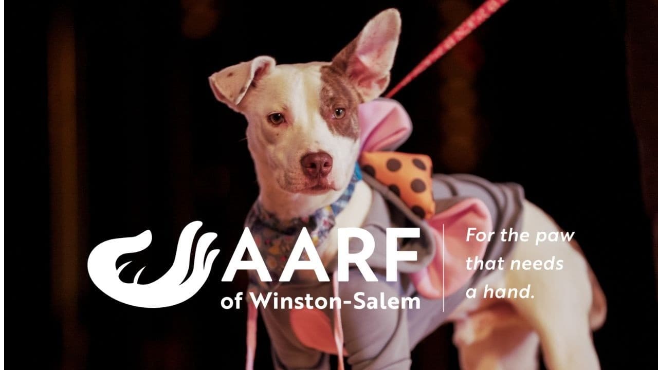 10th Annual Party 4 Paws Gala — Event Recap