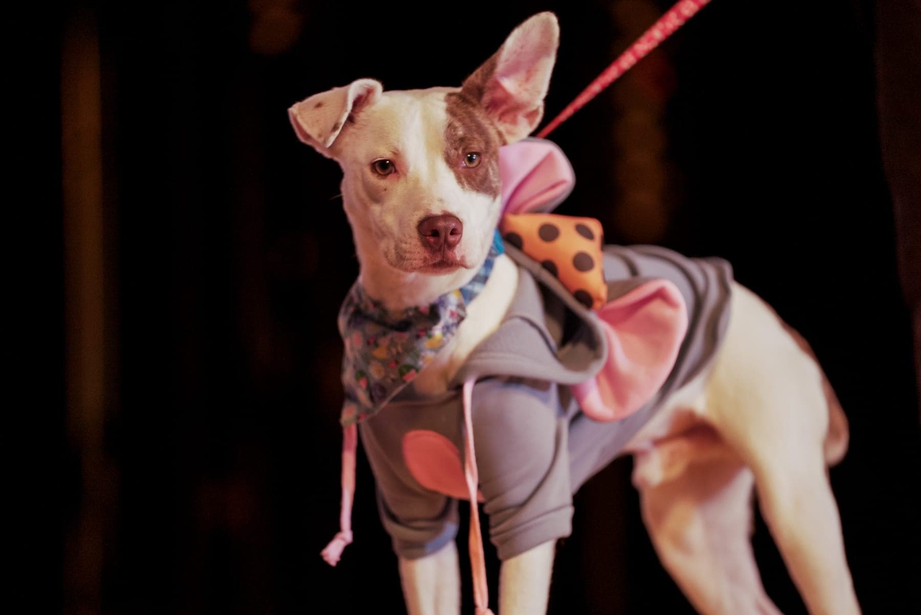 Costumed rescue dog on a leash at a fundraising event, event photography by Lenny J Media